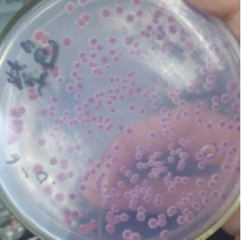 Penicillium ochrochloron