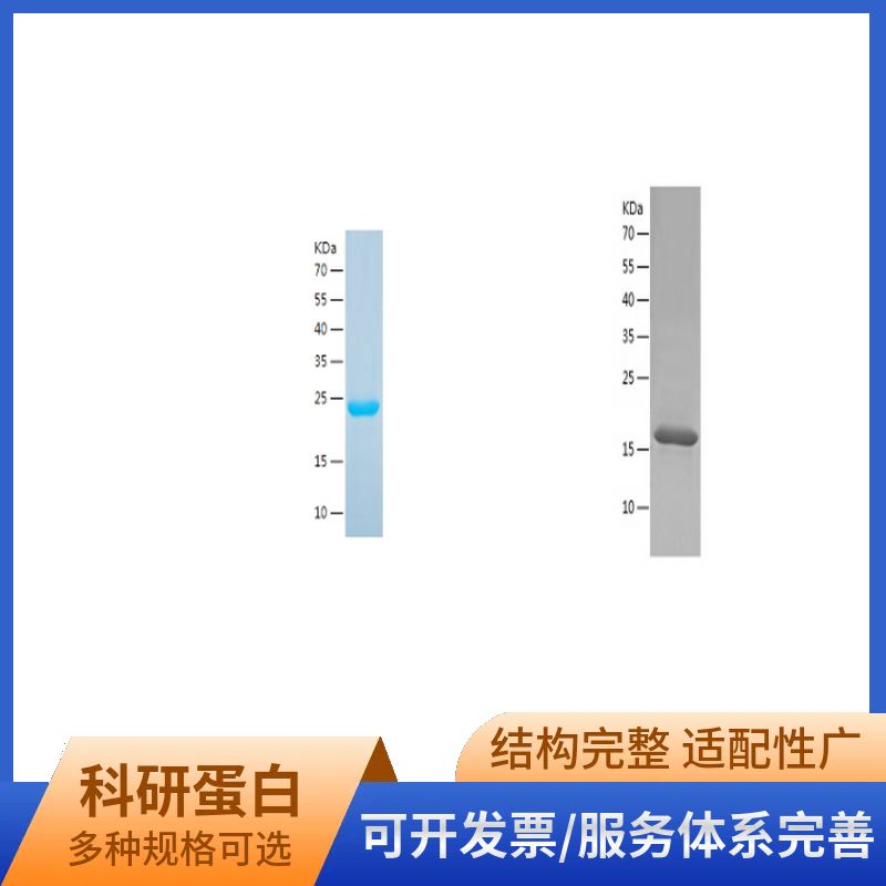 Recombinant Human Insulin
