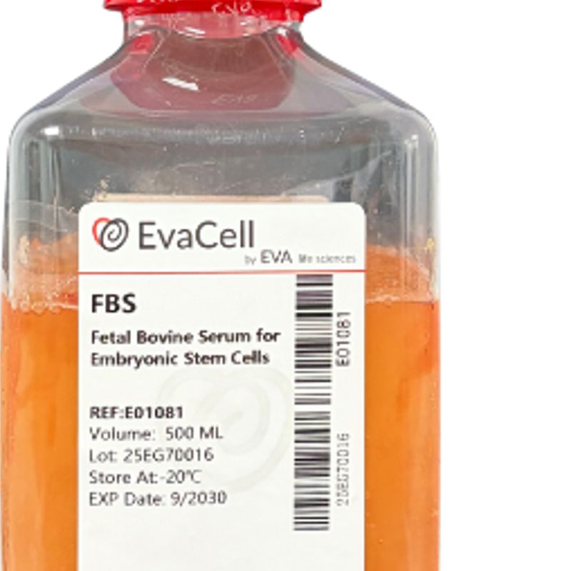 胚胎干细胞专用胎牛血清