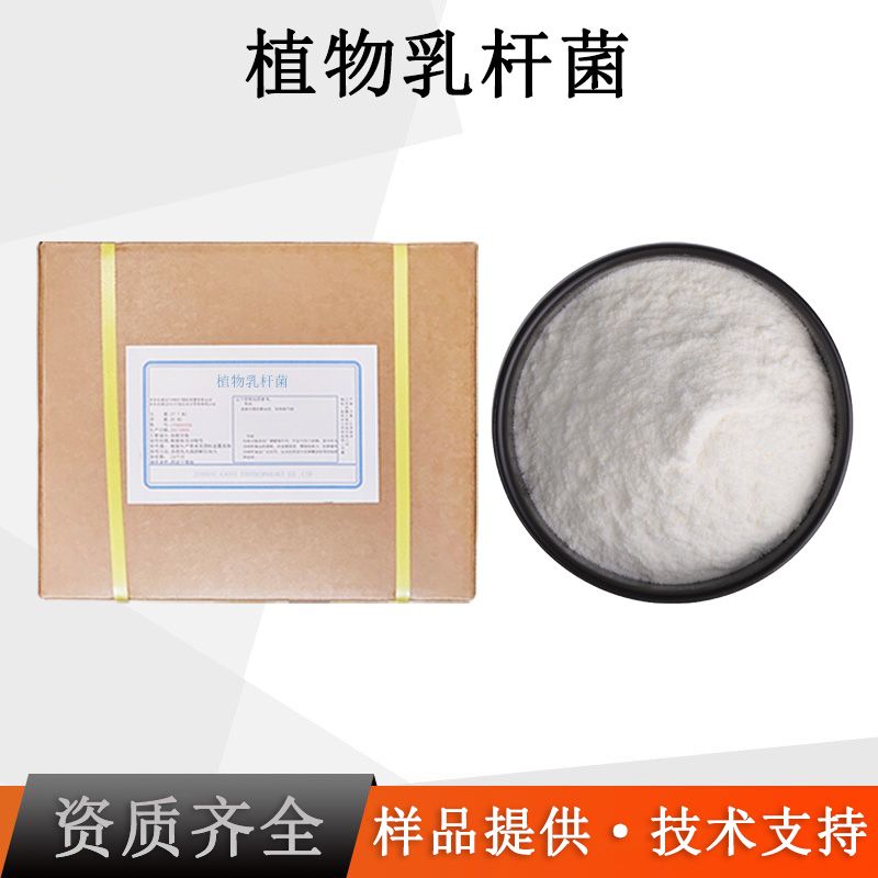 植物乳杆菌
