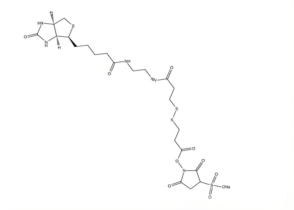 Sulfo-NHS-SS-11-Biotin