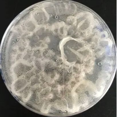 Bacillus Pumilus