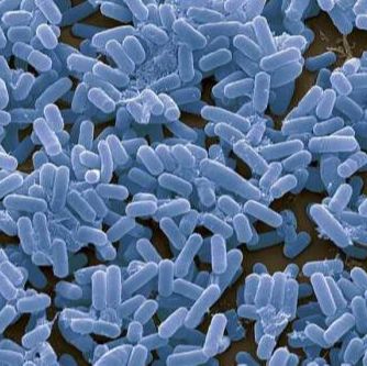 Acinetobacter Calcoaceticus