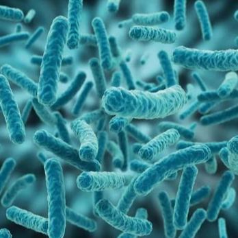 Acinetobacter Calcoaceticus