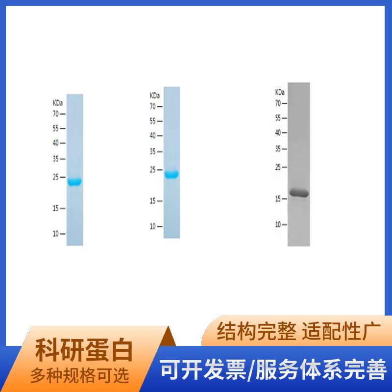 Recombinant Human Insulin