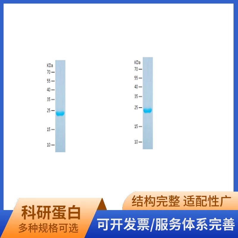 Recombinant Human Insulin