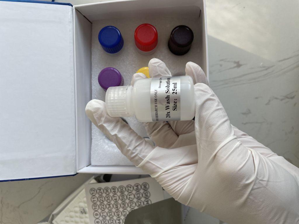 人核糖核酸酶(RNASE）ELISA试剂盒