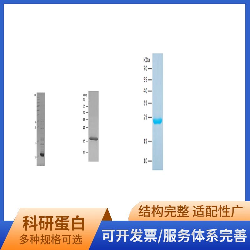 Recombinant Human CRABP2