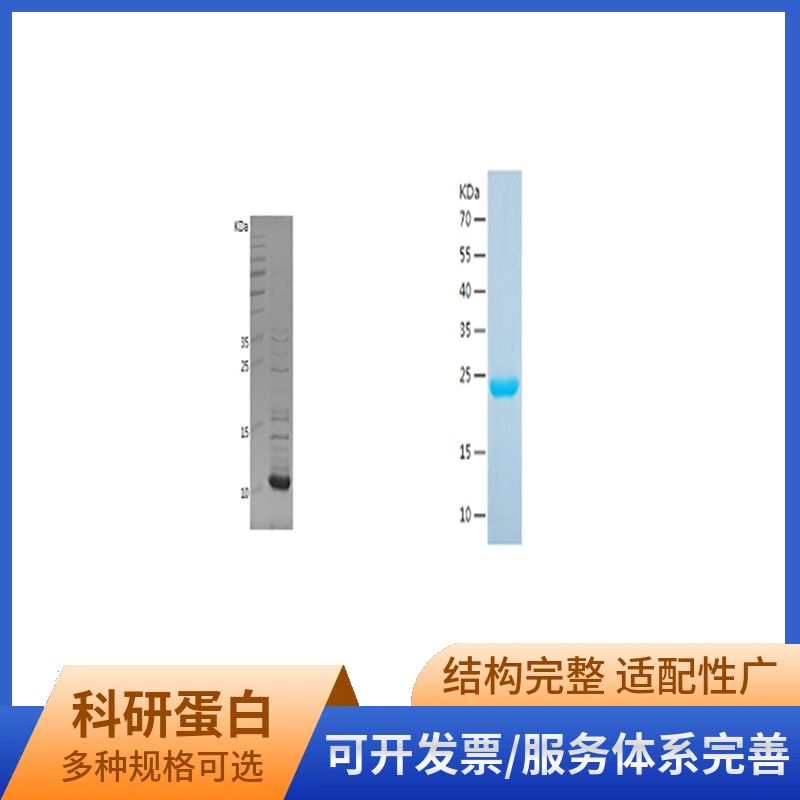 Recombinant Human BOLA1