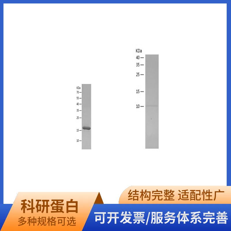 Recombinant Human CXCL9