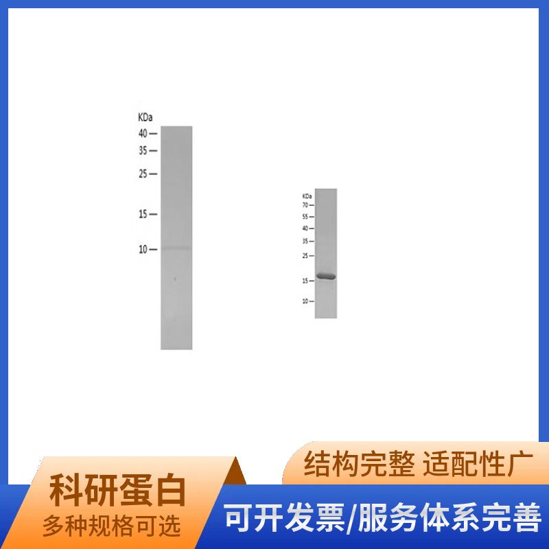 Recombinant Human BDNF