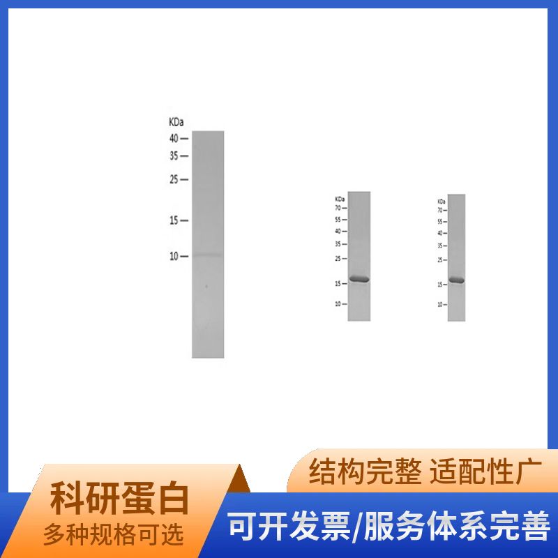 Recombinant Human BDNF