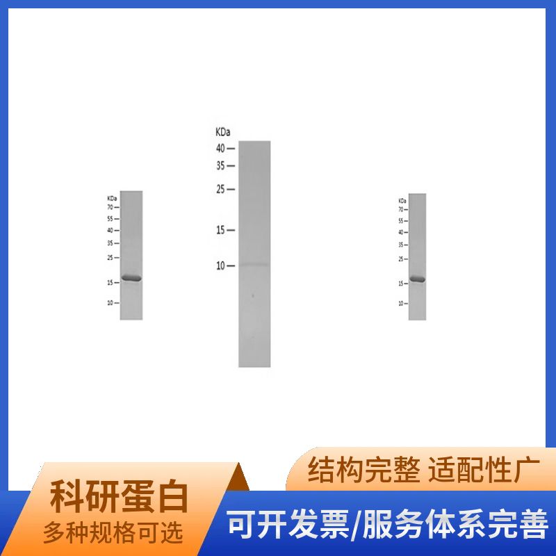 Recombinant Human BDNF