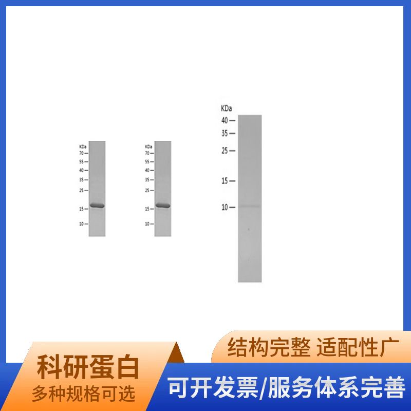 Recombinant Human DDIT3