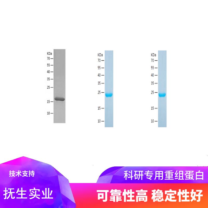 Recombinant Human DDIT3