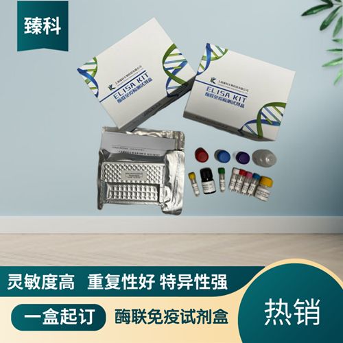 人大疱性类天疱疮抗体(BP）elisa测定试剂盒