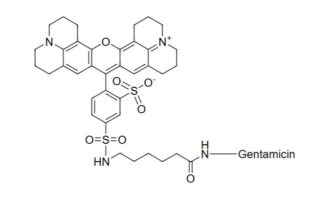 Texas Red gentamicin conjugate；Texas Red 庆大霉素缀合物
