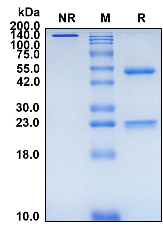(Lilotomab)Biosimilar Reference Antibody-GS40387