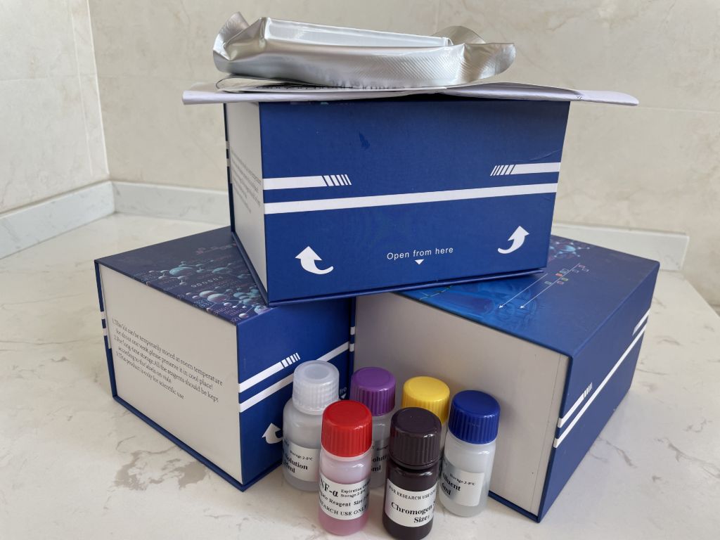 人可溶性sCD146分子(sCD146）ELISA试剂盒