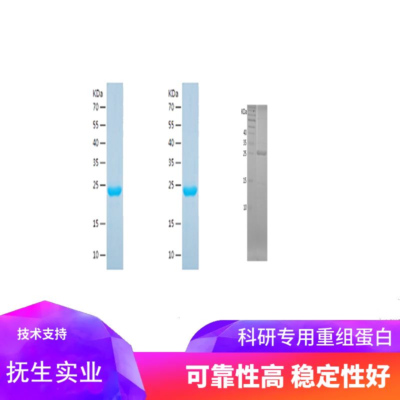 Recombinant Human MIF