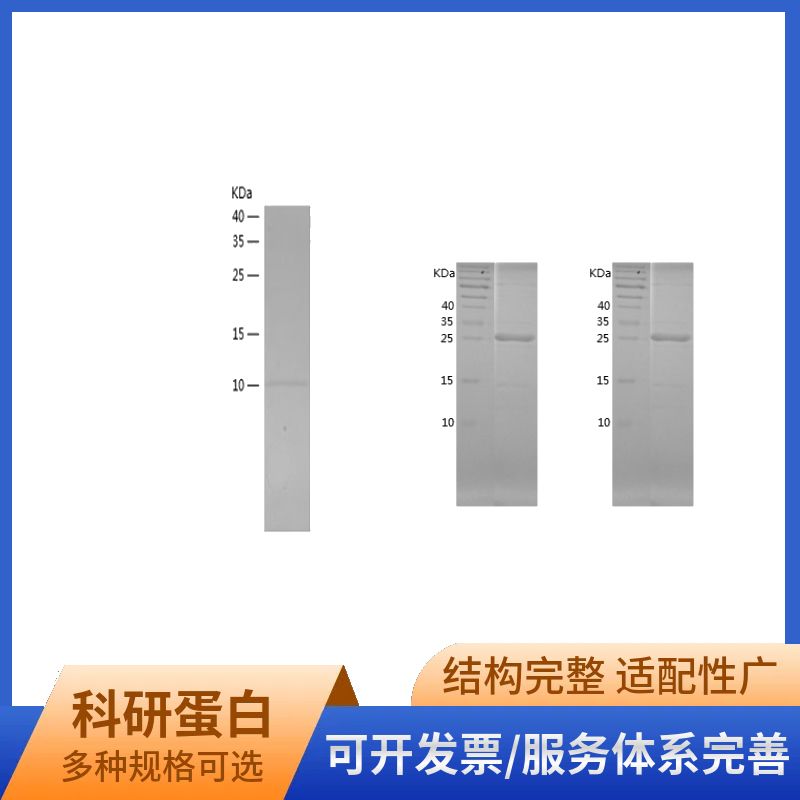 Recombinant Human PEA15