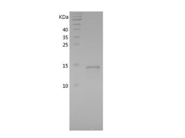 Recombinant Bovine CST3.png