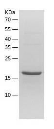 Recombinant Human AK6.jpg