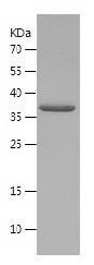 Recombinant Human AKAP7.jpg