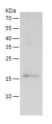 Recombinant Human ARF3.jpg