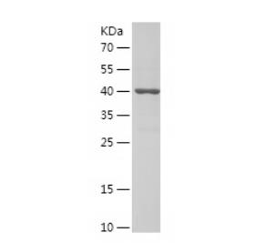 Recombinant Human ARL1.png