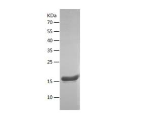 Recombinant Bovine IFNG.png