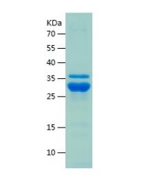 Recombinant Human BAX.png
