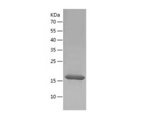 Recombinant Bovine IL-1b.png