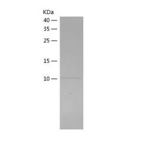 Recombinant Bovine Rantes.png