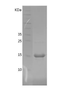 Recombinant Bovine TNFA.png