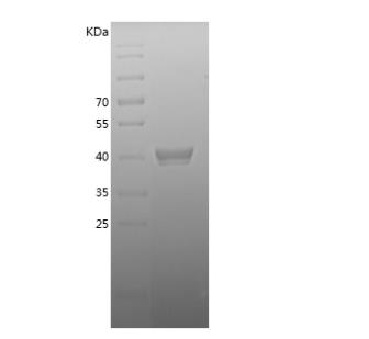 Recombinant Bovine PAI-1.png