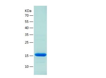 Recombinant Human Brd4.png