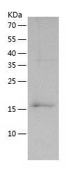 Recombinant Human C8G.jpg