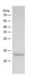 Recombinant Human CALML3.jpg