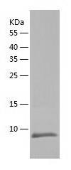 Recombinant Human CBX2.jpg