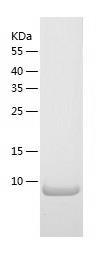 Recombinant Human cbx7.jpg