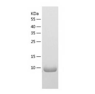 Recombinant Human CCL18.png
