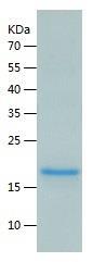 Recombinant Human CCL25.jpg
