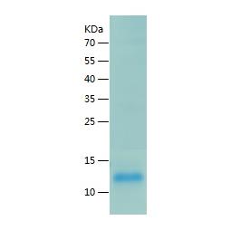 Recombinant Human CD3 epsilon.png