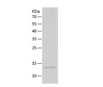 Recombinant Human CD59.png