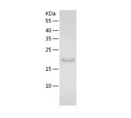 Recombinant Human CD74.png