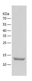Recombinant Human CEP104.jpg