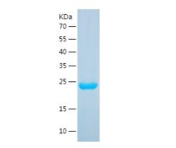 Recombinant Bovine IL-6.png