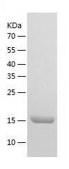 Recombinant Human COPZ1.jpg
