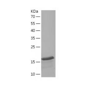 Recombinant Human COX5B.png